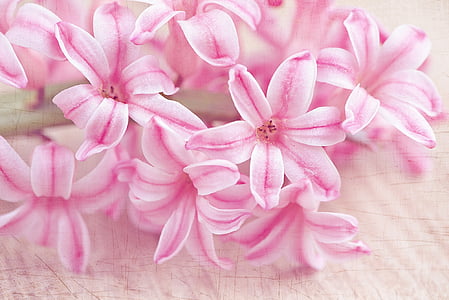 selective focus photography of pink flowers thumbnail