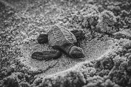 grayscale photography of turtle hatchling thumbnail