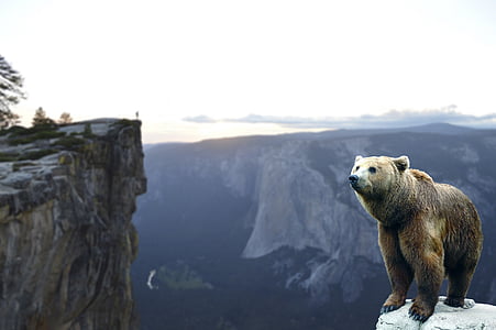 grizzly bear on top of a rock mountain thumbnail