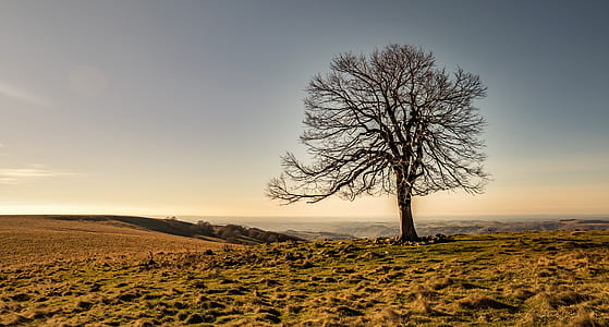 landscape photography of tree thumbnail