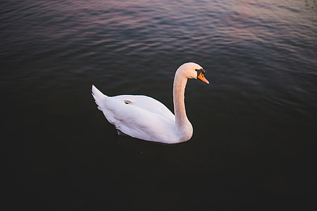 Single Swan Water thumbnail