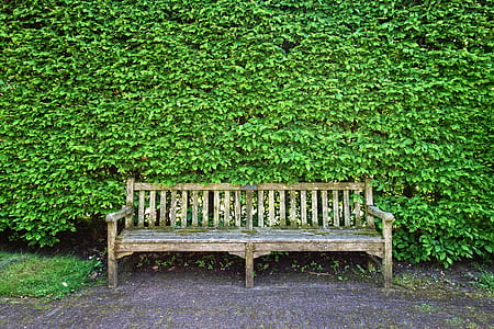 gray wooden bench beside green vine wall thumbnail