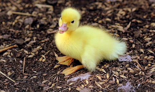 yellow duckling on the groud thumbnail