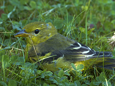 Baltimore Oriole, Bullocks Oriole thumbnail
