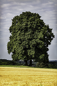 green leafed tree in barren land thumbnail