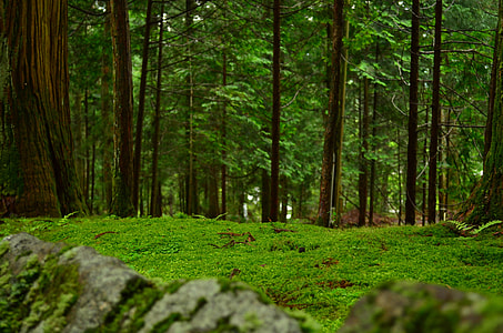 trees on green grass thumbnail