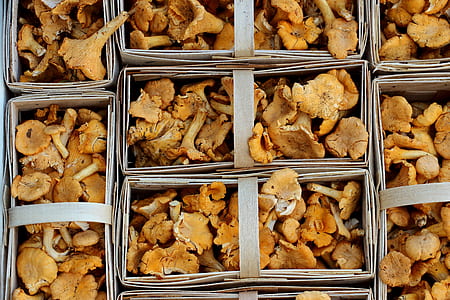 mushroom lot thumbnail