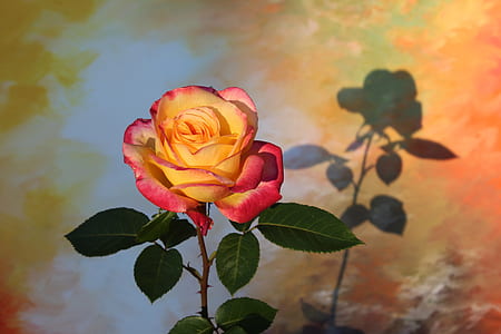 yellow and red rose thumbnail