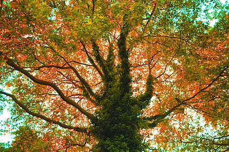 low-angle photography of green leafed tall tree thumbnail