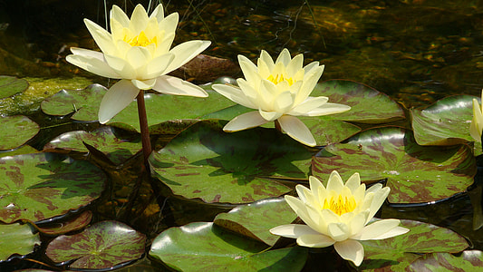 white lotus flower on body of water thumbnail