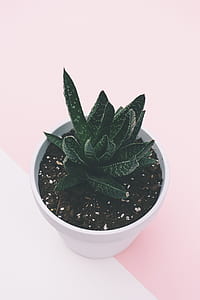 plant, pot, leaves, soil thumbnail