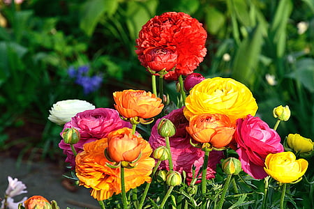 red, pink, yellow, and white flowers photography thumbnail