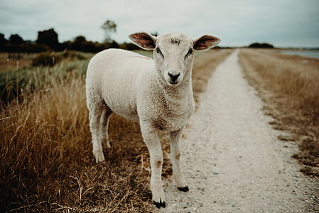 photo of white sheep beside grass thumbnail
