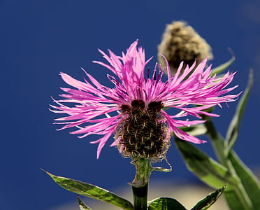 pink budrock flower selective focus photography thumbnail