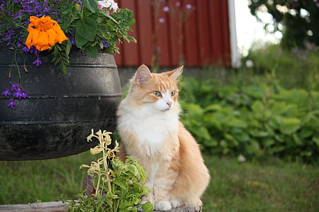 brown and white cat thumbnail