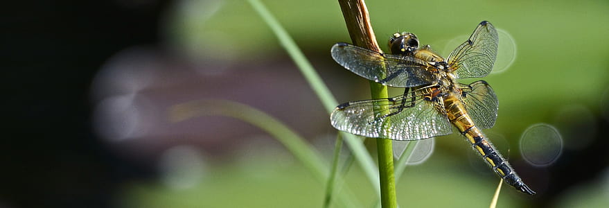 closeup photography of dragonfly thumbnail