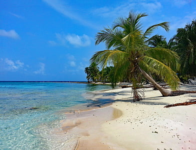 coconut tree near seashore under blue sky during daytime thumbnail