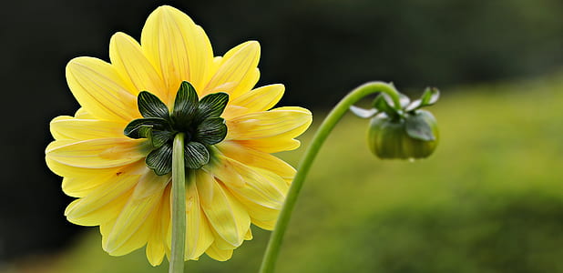 selective focus yellow petaled flower thumbnail
