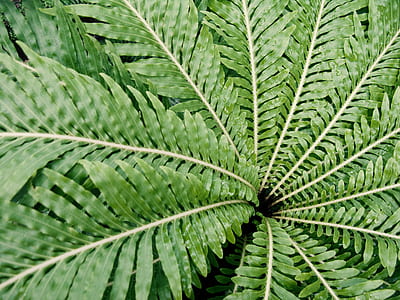 linear leafed plant thumbnail