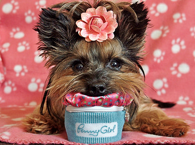 brown and black Yorkshire terrier reclining on pink mat thumbnail