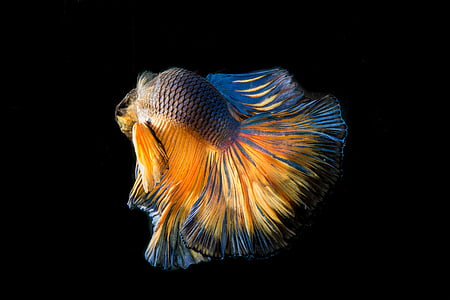 multicolored fish illustration thumbnail