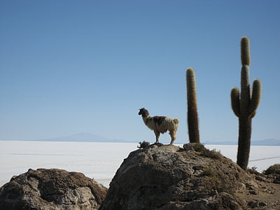 llama on cliff near saguaro cactus thumbnail