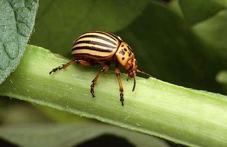 Colorado potato beetle perching on stem thumbnail
