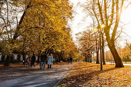 People Walking on Gray Concrete Pathway Between Trees during Daytime thumbnail