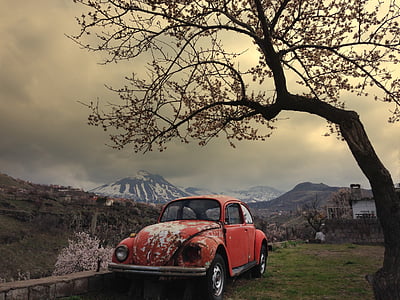 red Volkswagen Beetle beside tree thumbnail