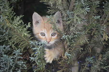 yellow kitten in green plants thumbnail