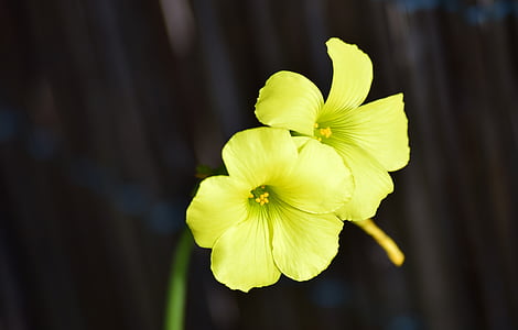 two green flowers thumbnail