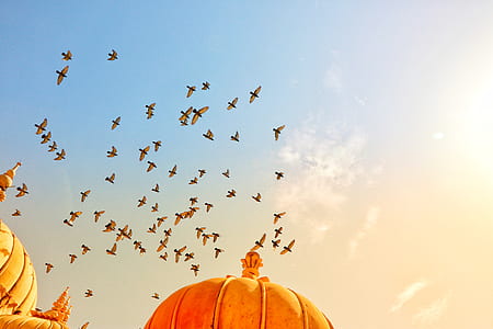 flock of birds on flight thumbnail