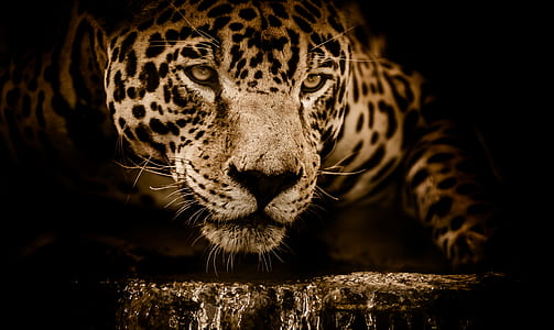 brown leopard on brown surface thumbnail