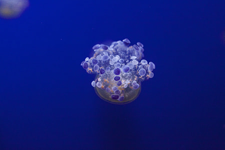 blue jellyfish digital wallpaper thumbnail