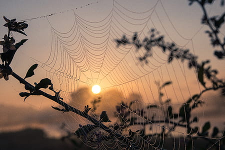 spider web close up photo thumbnail