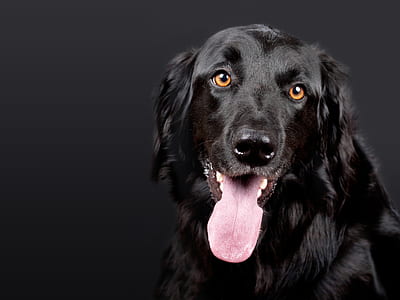 Black Flat Coated Retriever thumbnail