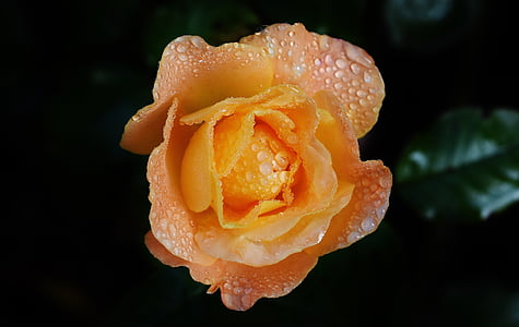 focus photography of orange rose thumbnail