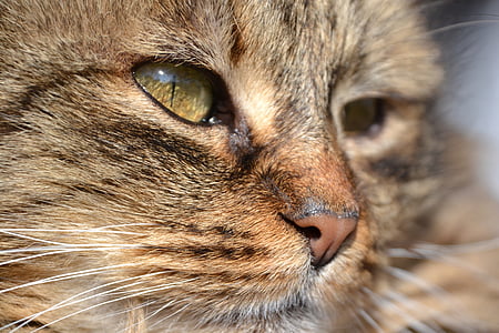 cat, mackerel, grey, mieze, domestic cat, animal thumbnail