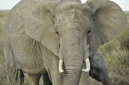 gray elephant thumbnail
