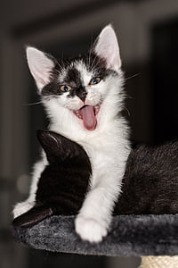 short-coated white and black kitten thumbnail