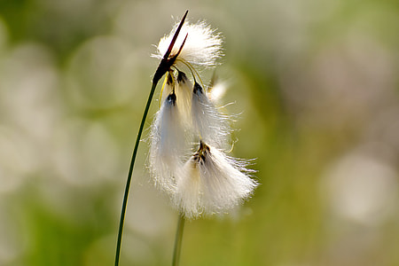 white petaled flower in closeup photography thumbnail