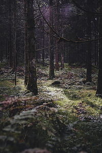 selective focus of trees thumbnail