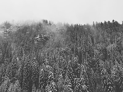 grayscale photo tree photography thumbnail
