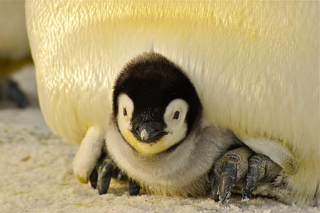 Emperor Penguin chick thumbnail