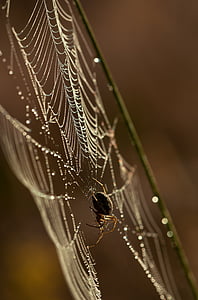 close-up photography of black and brown spider on spiderweb thumbnail