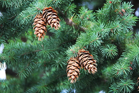 pine cones thumbnail