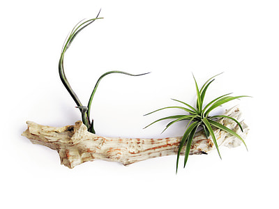 wall mounted brown natural wood rack with two leafy plants leaning on white wall paint thumbnail