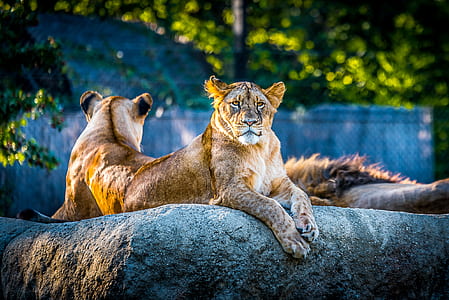 park, animals, zoo, lion thumbnail