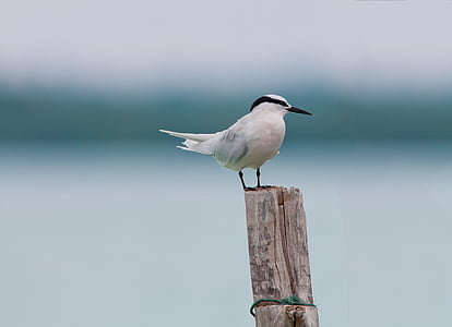 white and black perching on branch thumbnail