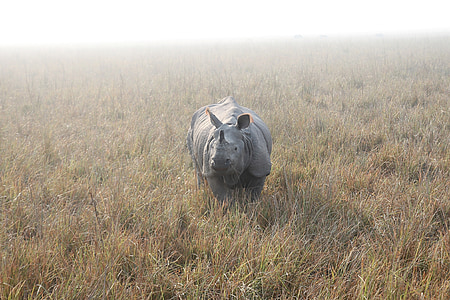 gray hippopotamus on brown grass field thumbnail